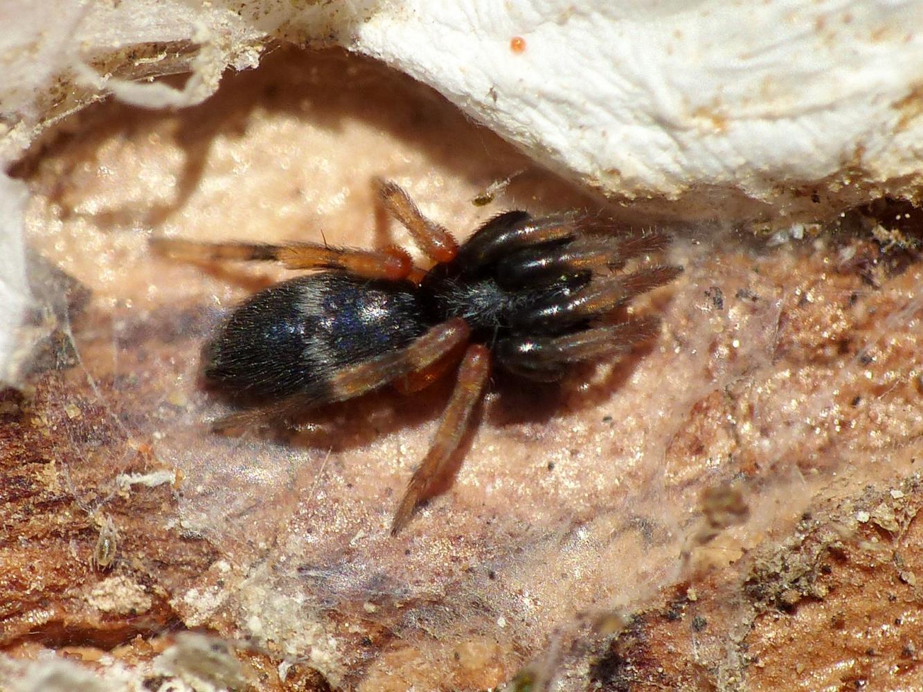 Piccolo Gnaphosidae colorato: cfr Poecilochroa  - Ostia (RM)